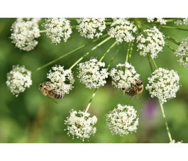 Carum carvi - Karwij - 1kg - BIO