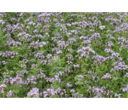 Phacelia – Phacelia tanacetifolia - Balo - 10kg – BIO