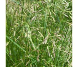Rietzwenkgras - Festuca arundinacea - Swaj - 10kg - BIO