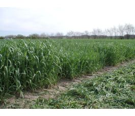 Snijrogge - Protector - 25 kg - BIO