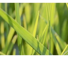 Trosraaigras - Festulolium - Fedoro - 10 kg - BIO