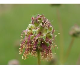 Sanguisorba minor - Kleine pimpernel - 1kg - BIO