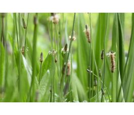 Plantago lanceolata - Smalle weegbree - 1kg - BIO