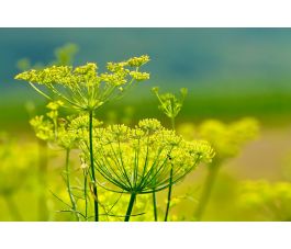 Foeniculum vulgare - Venkel - 1kg - BIO
