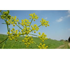 Pastinaca sativa -  Wilde pastinaak - 1 kg - BIO