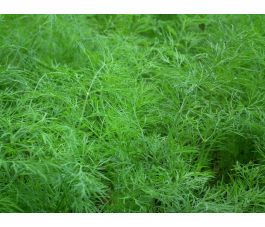 Anethum graveolens - Dille - 1kg - BIO