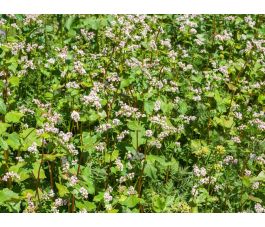 Boekweit - groenbemester - BIO