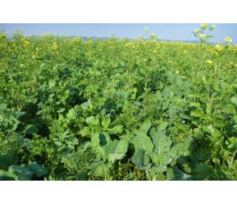 D425 - Biodiversiteitsmengsel - BIO