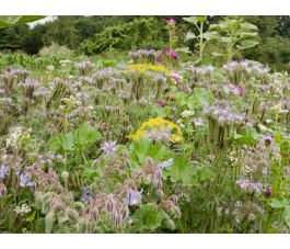D490 - Bloemenrandenmengsel Insectenbuffet - 30 g tot 10 kg - BIO