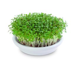 Kiemzeef dia 12cm - wit