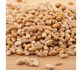 Tarwe - kiemkrachtig - 1 kg - BIO