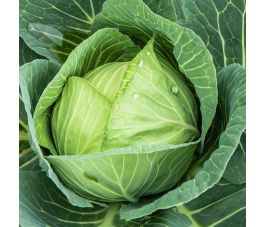 Witte kool - Langedijker Bewaar - BIO - 50% korting - verminderde kiemkracht