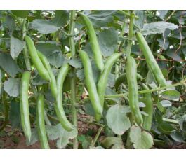 Labboon/tuinboon - Hangdown grünkernig - BIODYNAMISCH