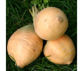 Raap - Goldana - BIO