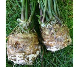 Knolselderij - Roem van Zwijndrecht  - BIO