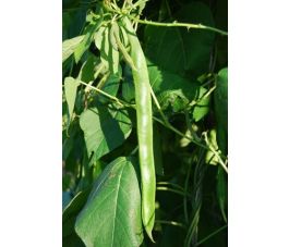 Pronkboon - Preisgewinner - BIO