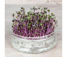 Rode kool voor kiem 25g - BIO