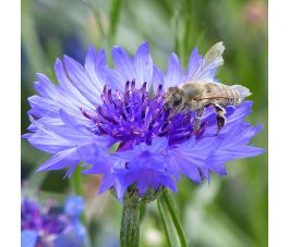 Korenbloem - Centaurea cyanus - BIO