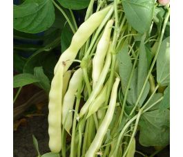 Stamsnijboon/Wasboon - Capitano - BIO