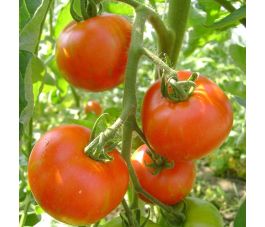 Tomaat - Tigerella Bicolore - BIO - 50% korting wegens verminderde kiemkracht