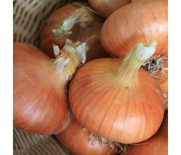 Ui - Stuttgarter - BIO