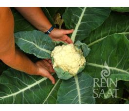 Bloemkool - Odysseus - BIO