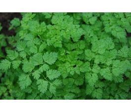 Kervel - Verena - BIODYNAMISCH