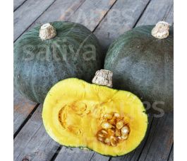 Pompoen - Green Hokkaido - BIODYNAMISCH