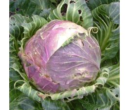 Witte kool - Chou cabus de Vaugirard - BIO