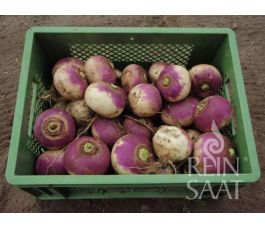 Meiraap - Di Milano a colletto viola - BIO