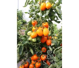 Tomaat - Carmen - BIODYNAMISCH - 50% korting wegens verminderde kiemkracht