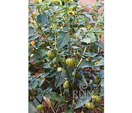 Tomatillo - Green - BIO