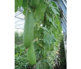 Komkommer - Luffa - BIO
