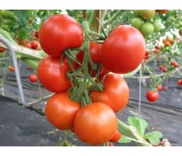 Tomaat - Tica - BIODYNAMISCH