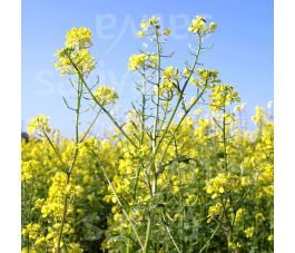 Gele mosterd 50g - BIO