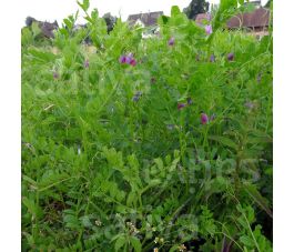 Zomerwikke 50g - BIO