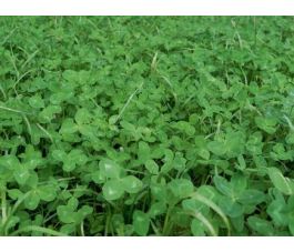 Grasklaver 25g - BIO