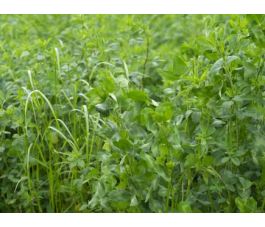 Luzerne-rode klaver-gras 25g - BIO