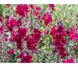 Antirrhinum majus - Leeuwenbekje 'Black Prince' - BIODYNAMISCH