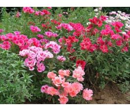 Godetia grandiflora - Zomerazalea / Godetia - BIODYNAMISCH
