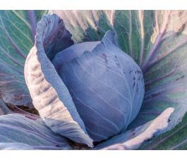 Rode kool - Amarant - BIO