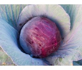 Rode kool - Granat - BIODYNAMISCH