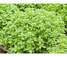 Struikbasilicum - BIODYNAMISCH