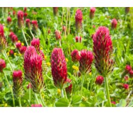 Inkarnaatklaver 25g - BIO