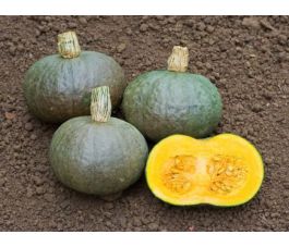 Pompoen - Blue Kuri - BIODYNAMISCH