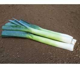 Herfstprei - Philomene - BIO