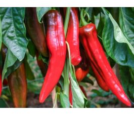 Paprika - Corno Rosso - BIODYNAMISCH