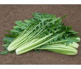 Snijlof - Catalogna - Aurelia - BIO