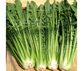 Snijlof - Catalogna - Aurelia (Romea) TT - BIODYNAMISCH