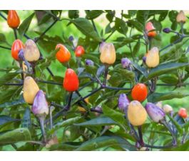 Spaanse peper - Lila luzi - BIODYNAMISCH